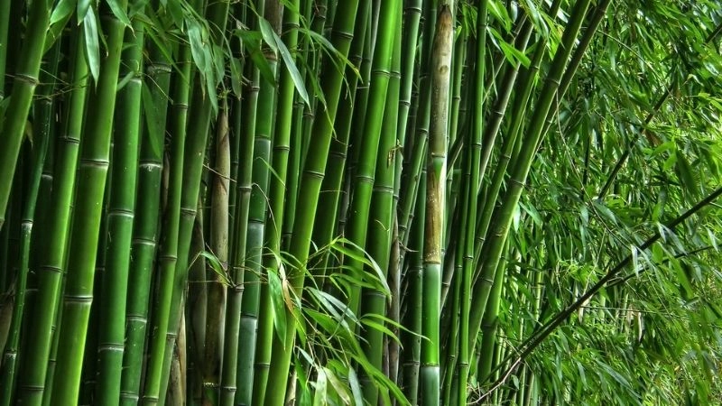 Câu đố về cây tre gợi mở sức sống bền bỉ của dân tộc