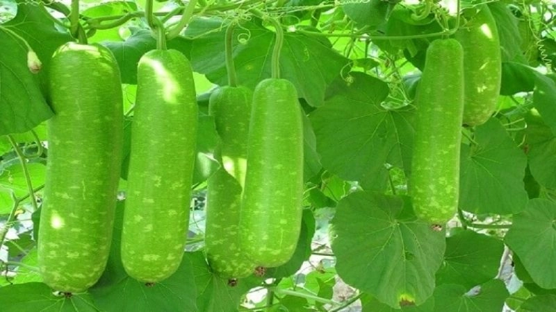 Câu đố về quả bầu rèn tư duy quan sát tốt