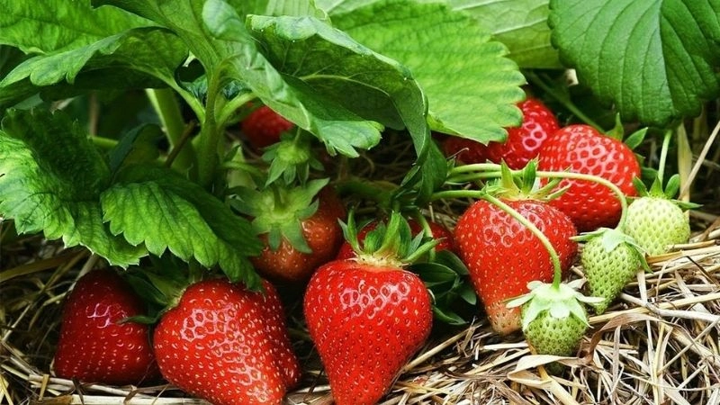 Câu đố về quả dâu tây phù hợp mọi lứa tuổi