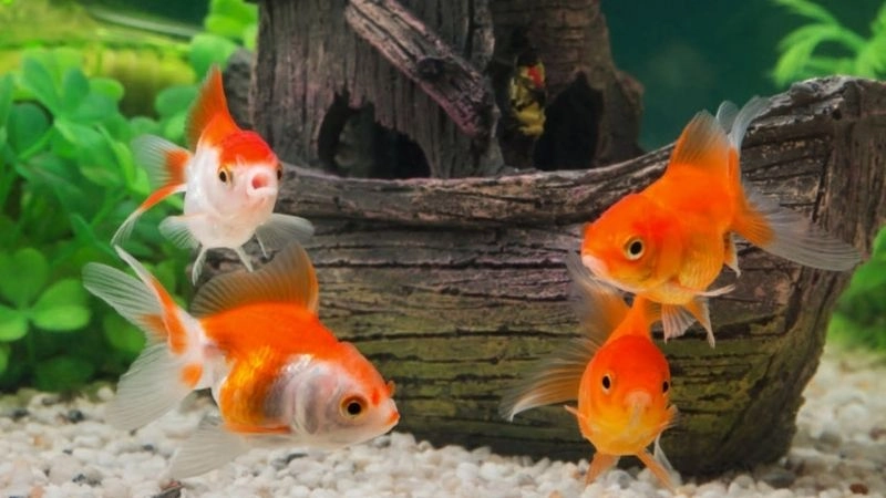 Câu đố về cá vàng gợi nhớ tuổi thơ huyền ảo