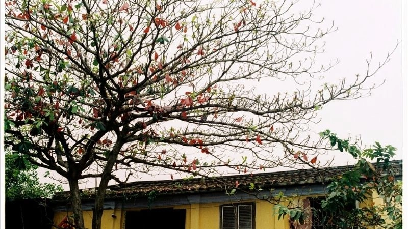 Câu đố về cây bàng khơi dậy ký ức học trò xưa