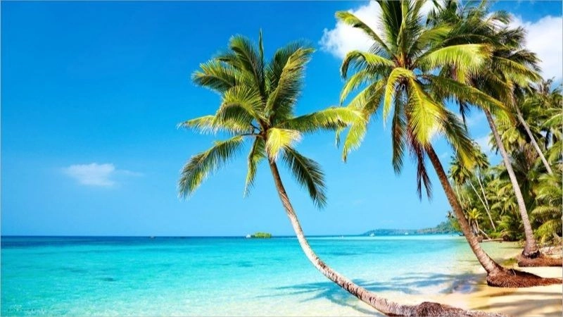 Câu đố về cây dừa mang màu sắc văn hóa 