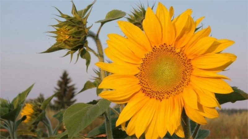 Câu đố về hoa hướng dương rực rỡ ngập nắng