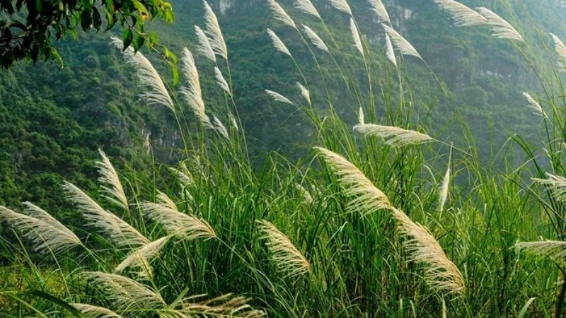 Câu đố về loài cây mang vẻ đẹp bình dị đời thường