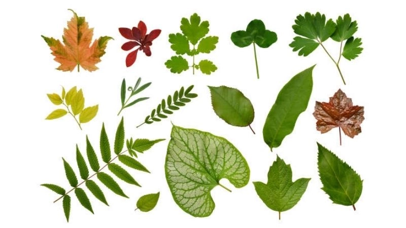 Câu đố về lá cây xanh tươi nuôi dưỡng sự sống