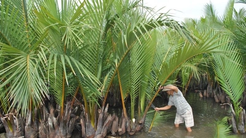 Câu đố về lá cây gắn bó thân quen trong đời sống