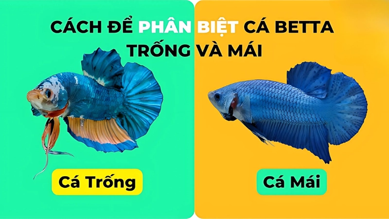 Đặc điểm tổng quan để nhận biết cá betta trống và mái