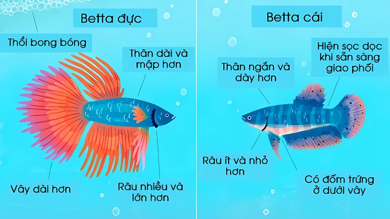 Mẹo thực tế và lưu ý khi phân biệt cá betta trống và mái