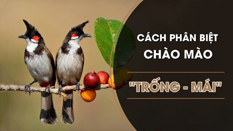 Phân biệt chim chào mào trống mái qua đặc điểm hình thể