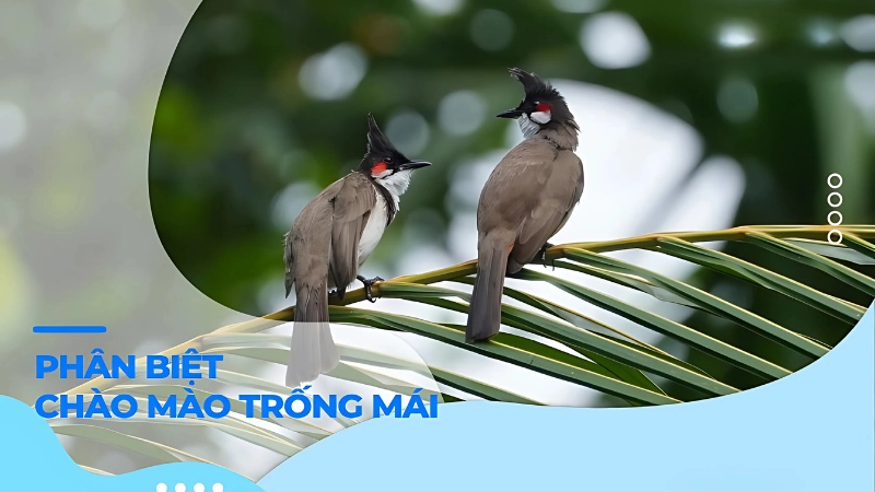 Cách nhận biết chim chào mào trống mái từ khi còn non