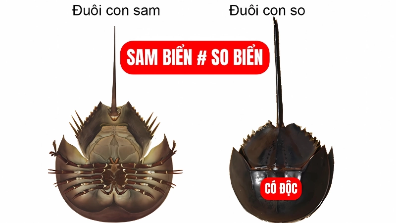 Đặc điểm hình thái giúp nhận diện con sam và con so
