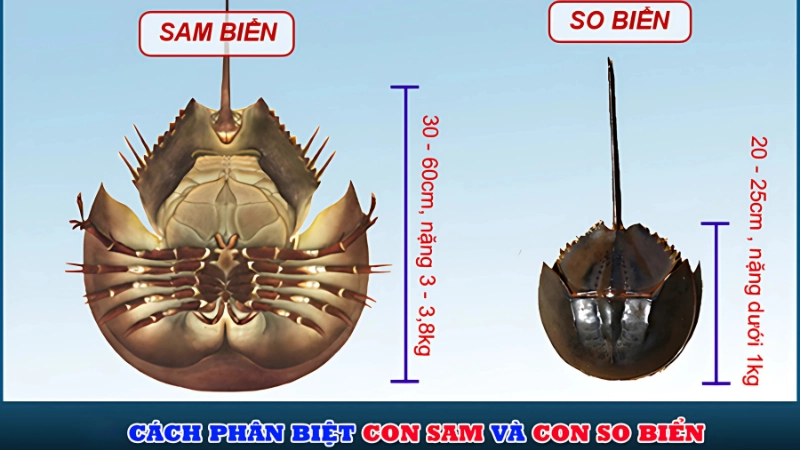 Phân biệt con sam và con so qua giá trị ẩm thực và độc tính