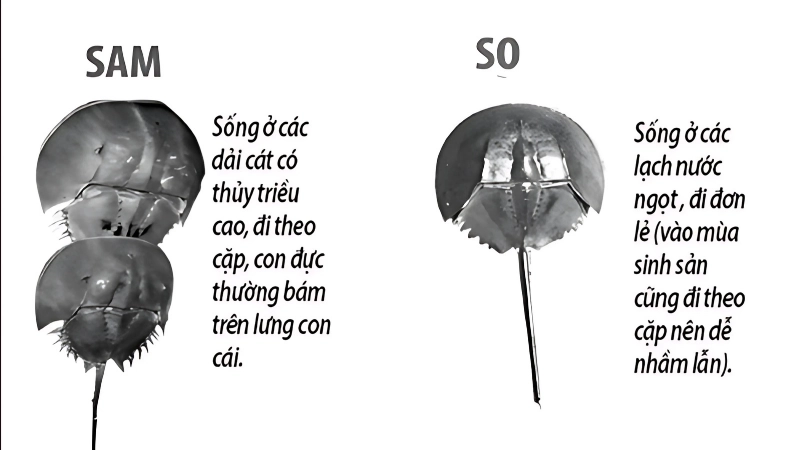Mẹo dân gian và lưu ý an toàn khi phân biệt