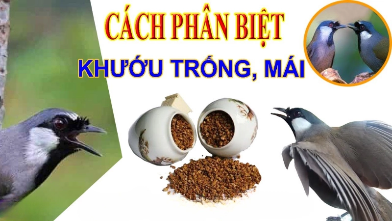 Đặc điểm nhận biết tổng quan giữa khướu trống và mái
