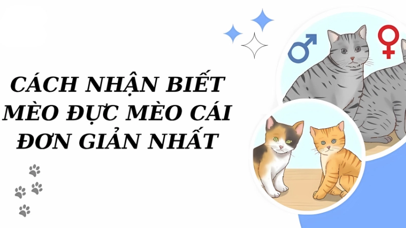 Phân biệt mèo đực cái qua bộ phận sinh dục