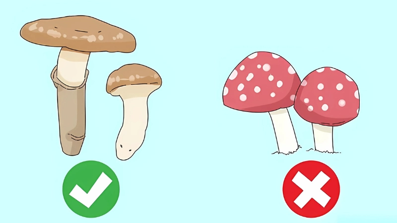 Tổng quan và phân loại nấm ăn được hay độc?