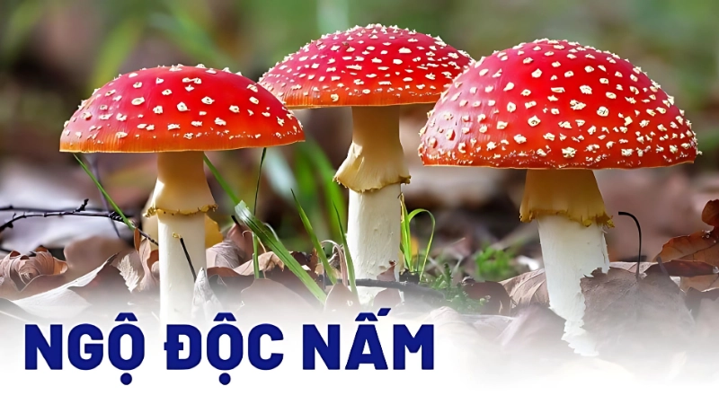 Những lầm tưởng phổ biến về nấm độc