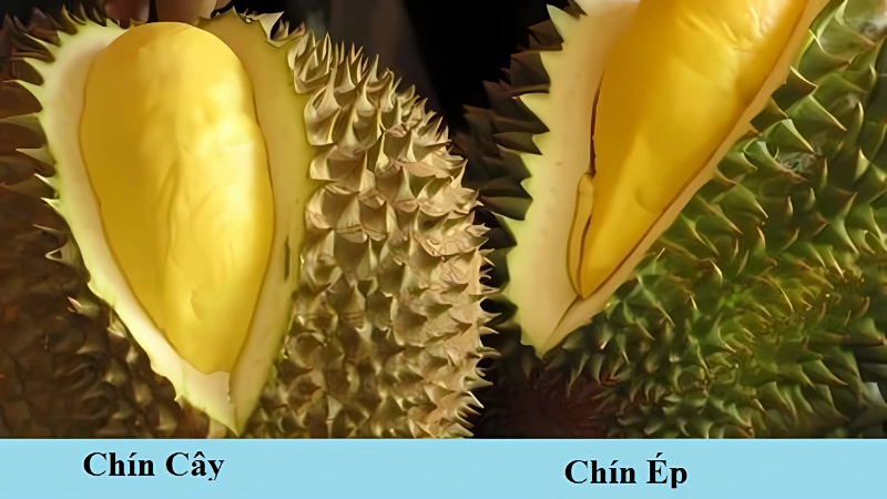 Nhận biết sầu riêng chín tự nhiên