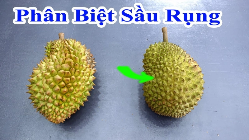 Cách phân biệt sầu riêng chín cây và nhúng thuốc