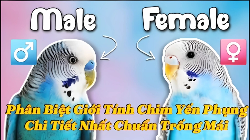 Quan sát màu mũi sáp để phân biệt yến phụng trống mái