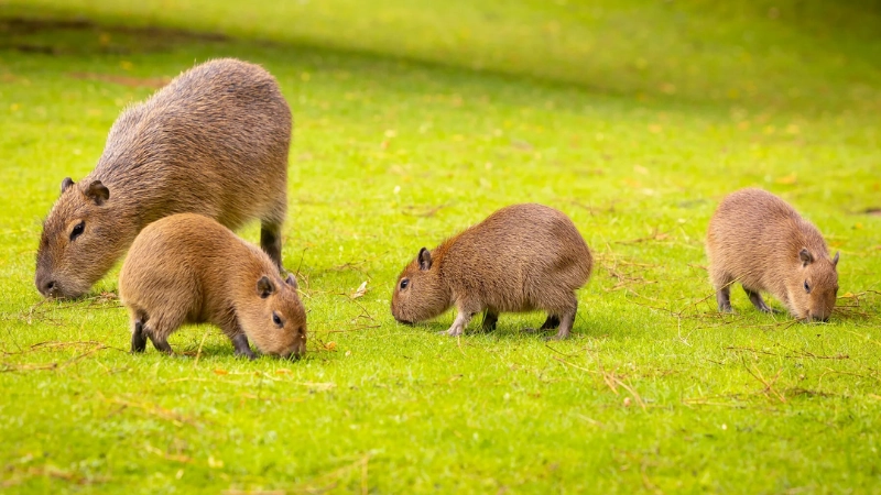 Đặc điểm sinh học nổi bật của capybara