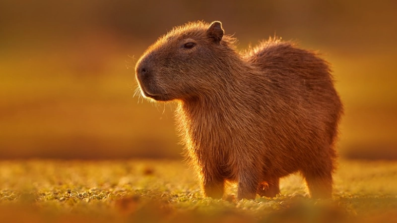 Capybara là gì? Tổng quan về loài vật độc đáo này