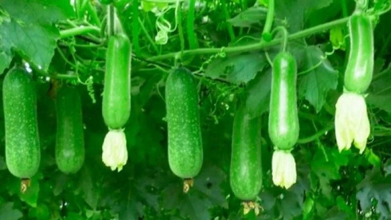 Thử tài với câu đố về quả bí quen thuộc