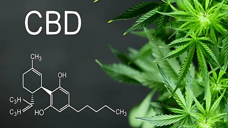 CBD là gì và khác gì với THC?