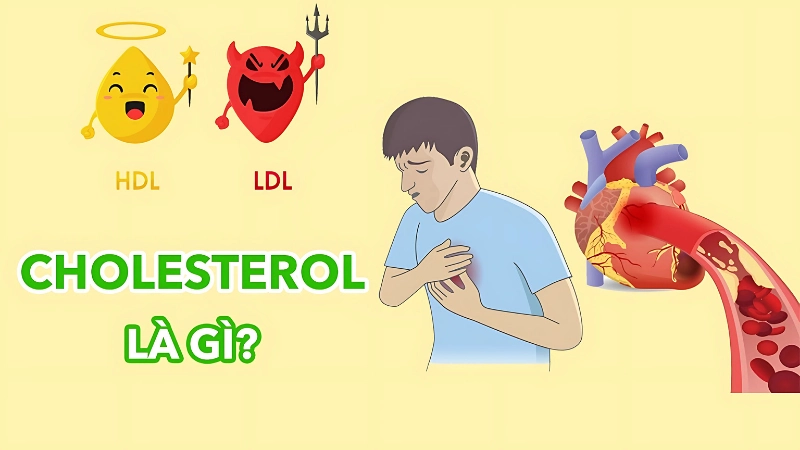 Cholesterol là gì và vai trò của nó đối với cơ thể