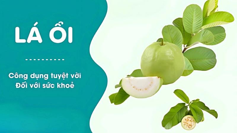 Lá ổi có tác dụng như thế nào đối với sức khỏe?