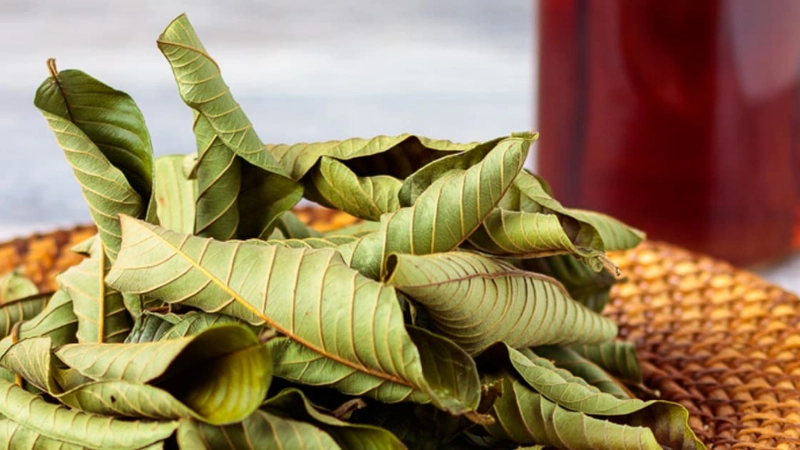 Các dạng lá ổi và công dụng cụ thể