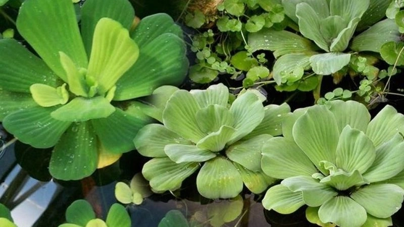 Mẹo dân gian chữa dị ứng bí truyền xưa