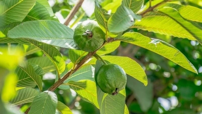 Mẹo dân gian làm trắng răng hiệu quả từ nguyên liệu tự nhiên