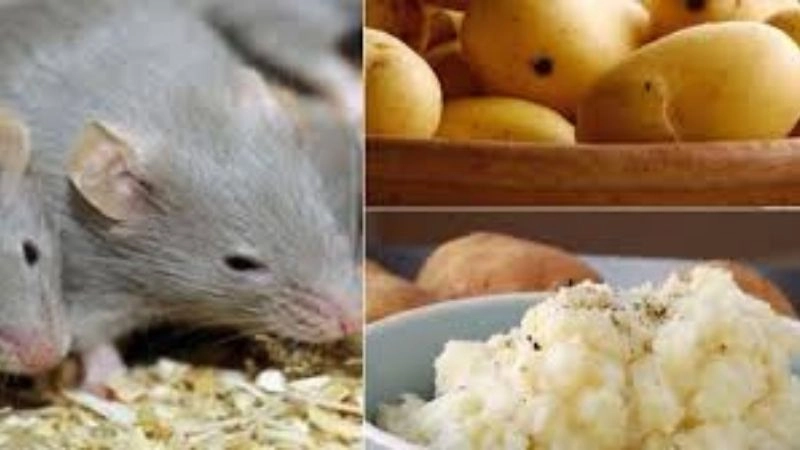 Mẹo dân gian đuổi chuột với khoai tây dễ làm
