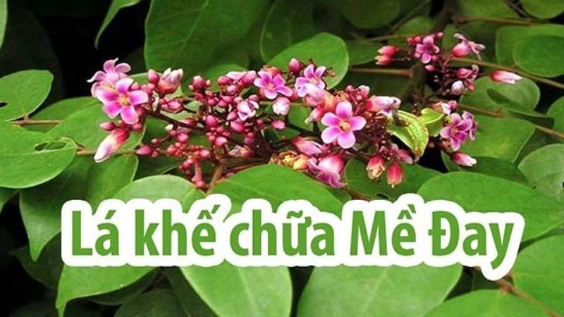 Bí kíp dân gian chữa mề đay an toàn từ nước lá khế