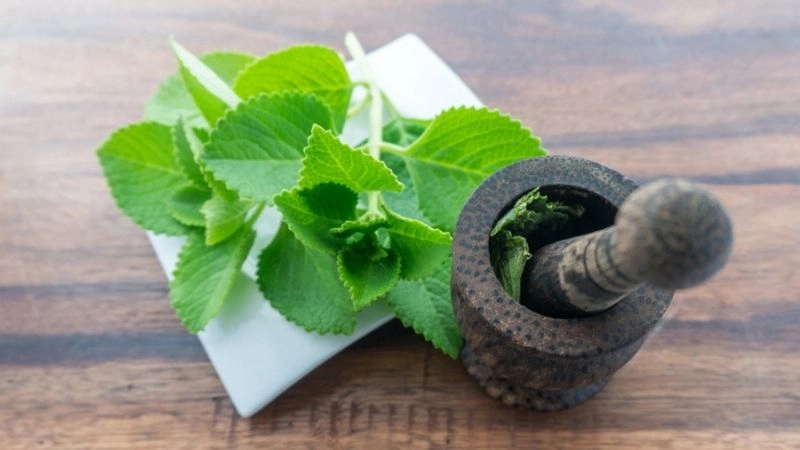 Bí kíp dân gian chữa long đờm hỗ trợ hô hấp dễ dàng