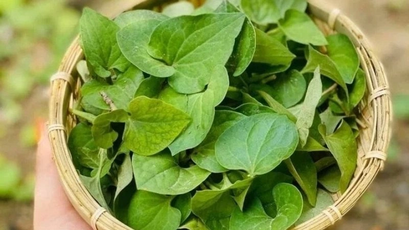 Chữa long đờm bằng mẹo dân gian đơn giản tại nhà