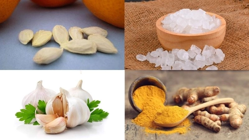 Bí kíp dân gian chữa rắn cắn hỗ trợ sơ cứu khẩn cấp