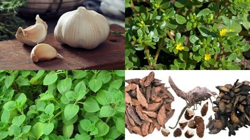 Kinh nghiệm mẹo dân gian chữa rết cắn chuẩn