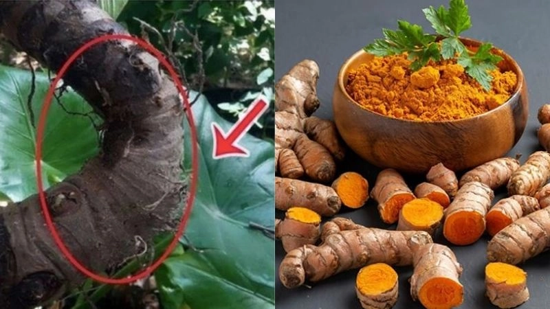Bí quyết dân gian trị mụn đầu đinh tại nhà