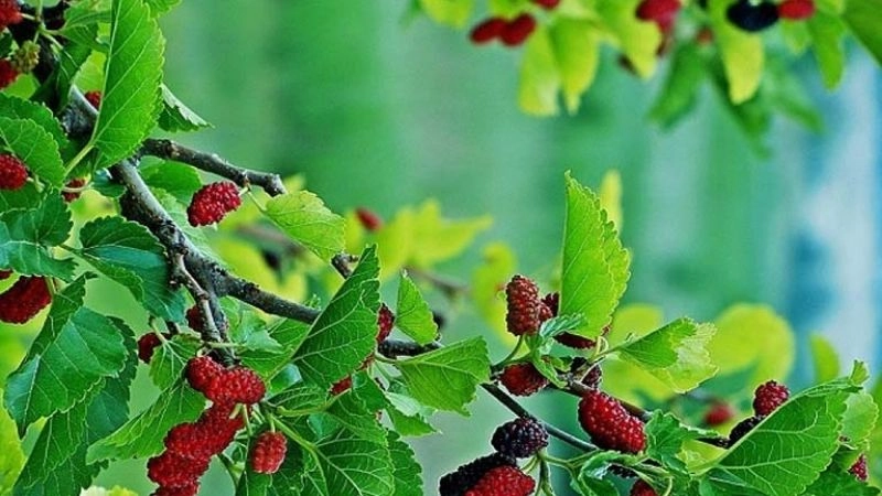 Mẹo dân gian giảm mỡ bụng được truyền đời