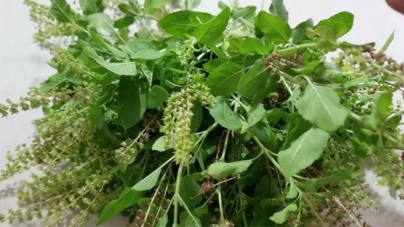 Mẹo dân gian chữa rụng tóc từ bài thuốc cổ truyền