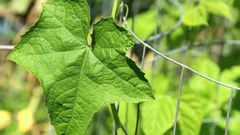 Mẹo dân gian chữa giời leo không để lại sẹo