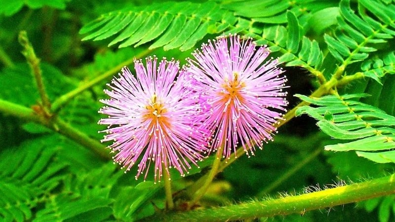 Mẹo dân gian chữa giời leo an toàn hiệu quả