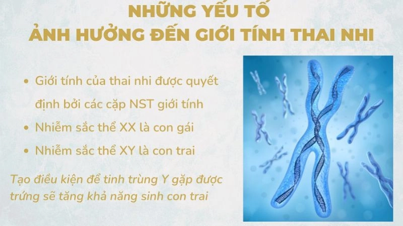 Những yếu tố quyết định đến giới tính thai nhi