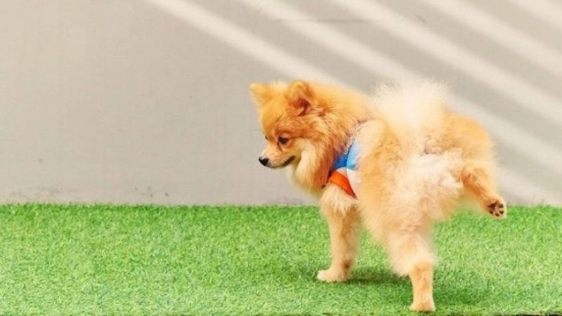 Mẹo dân gian dạy chó đi vệ sinh đúng chỗ hiệu quả