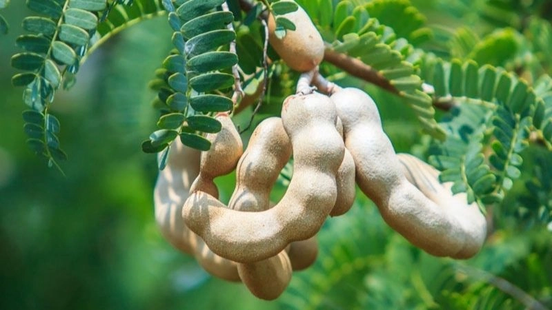 Giảm nghén nhờ mẹo dân gian truyền lại