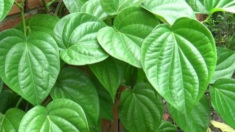 Mẹo chữa đau mắt đỏ dân gian từ nguyên liệu thiên nhiên lành tính