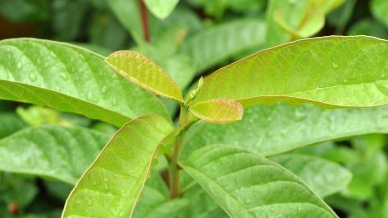 Mẹo dân gian chữa trào ngược dạ dày tại nhà dễ áp dụng