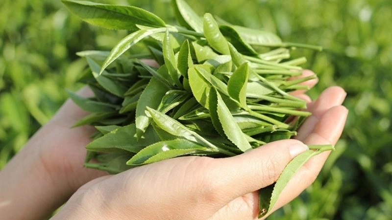 Mẹo chữa hôi nách dân gian dễ áp dụng